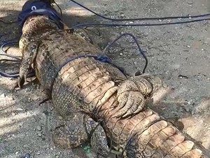 Warga di Mamuju Tengah Tangkap Buaya 3 Meter Pakai Umpan Burung Ruak-ruak