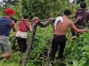Piton 7 Meter Masuk Kebun Warga di Polman, Langsung Dibunuh Pakai Parang