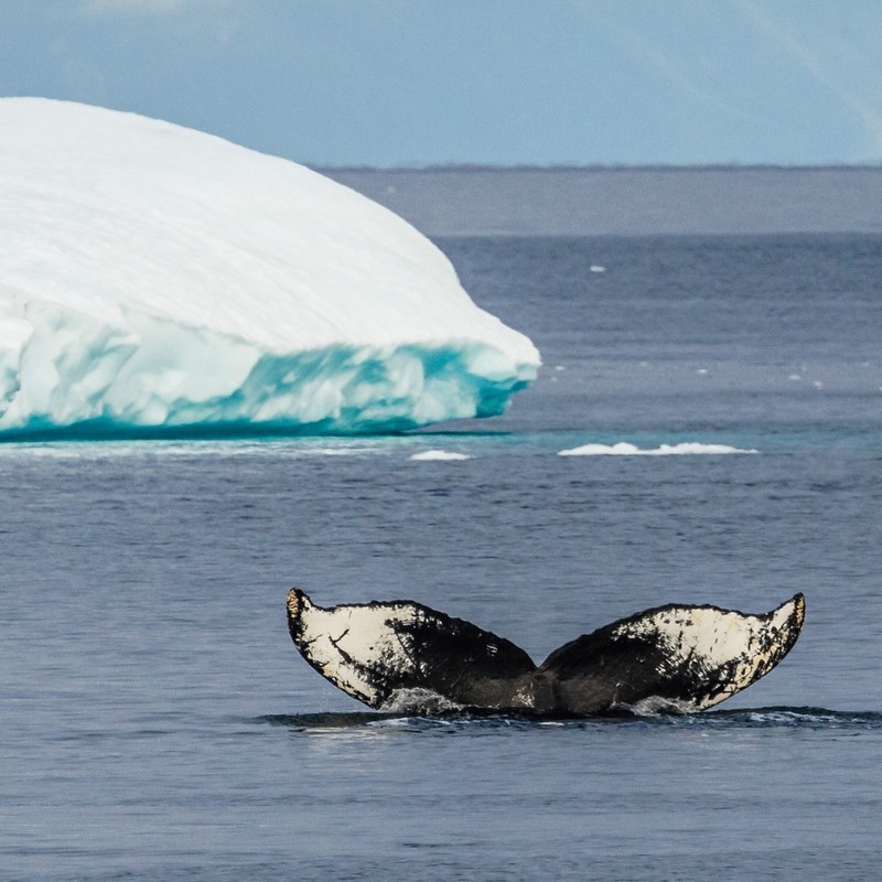 Albatros Expeditions. (Instagram/albatrosexpeditions) Albatros Expeditions. (Instagram/albatrosexpeditions)