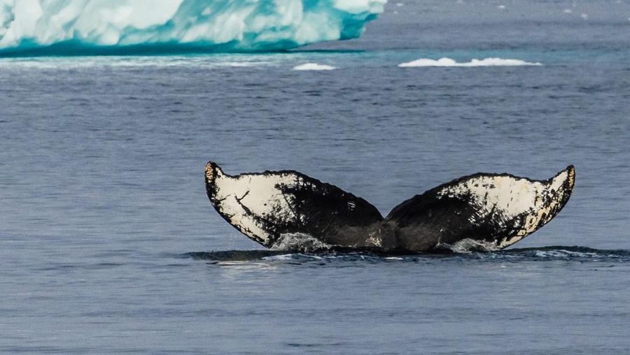 Albatros Expeditions. (Instagram/albatrosexpeditions)
