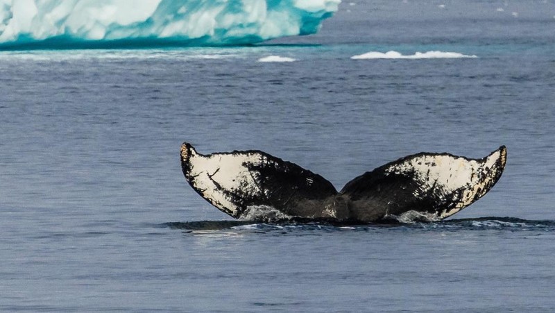 Albatros Expeditions. (Instagram/albatrosexpeditions)