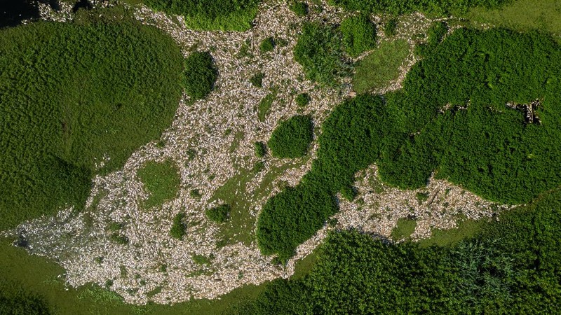 Foto udara menampilkan ribuan ikan mati akibat air yang terkontaminasi di Sungai Piracicaba, kawasan lindung Tanqua, Sao Paulo, Brasil, Kamis (18/7/2024). (REUTERS/Jorge Silva)