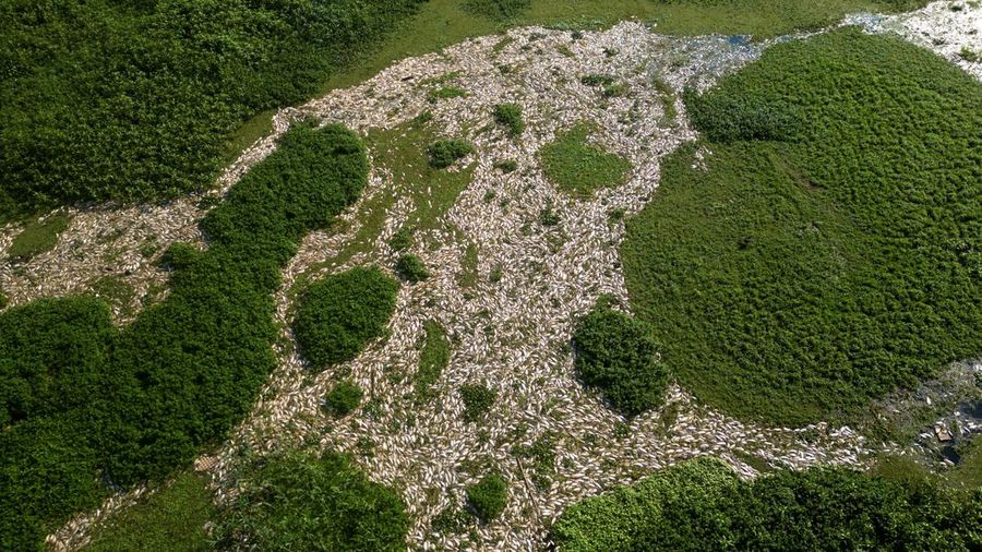 Foto udara menampilkan ribuan ikan mati akibat air yang terkontaminasi di Sungai Piracicaba, kawasan lindung Tanqua, Sao Paulo, Brasil, Kamis (18/7/2024). (REUTERS/Jorge Silva)