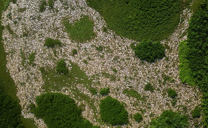 Foto udara menampilkan ribuan ikan mati akibat air yang terkontaminasi di Sungai Piracicaba, kawasan lindung Tanqua, Sao Paulo, Brasil, Kamis (18/7/2024). (REUTERS/Jorge Silva)