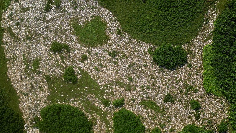 Foto udara menampilkan ribuan ikan mati akibat air yang terkontaminasi di Sungai Piracicaba, kawasan lindung Tanqua, Sao Paulo, Brasil, Kamis (18/7/2024). (REUTERS/Jorge Silva)