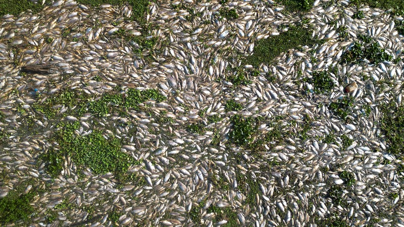 Foto udara menampilkan ribuan ikan mati akibat air yang terkontaminasi di Sungai Piracicaba, kawasan lindung Tanqua, Sao Paulo, Brasil, Kamis (18/7/2024). (REUTERS/Jorge Silva)