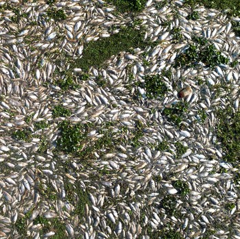 Penampakan Ribuan Bangkai Ikan Muncul di Paru-Paru Bumi, Tanda Kiamat?