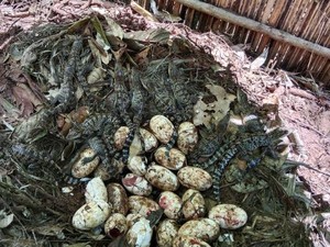 Kabar Gembira! 106 Telur Buaya Paling Langka Ditemukan di Alam Liar