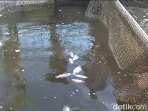 Petani Lumajang Rugi Puluhan Juta Dampak Ribuan Ikan Mati gegara Bediding