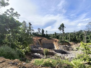 Sekolah Hutan di Berau Dikepung Tambang Ilegal, 11 Orang Utan Terancam