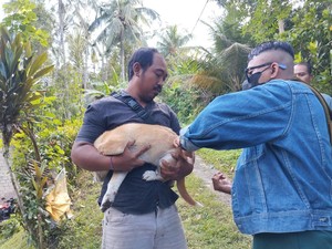 Jumlah Korban Gigitan Anjing Gila di Jembrana Bertambah Jadi 10 Orang