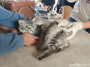 Disnakkan Ciamis Catat Kenaikan Kasus Flu pada Kucing Peliharaan