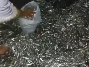 2 Faktor Penyebab Munculnya Gerombolan Ikan Teri di Pantai Gorontalo Utara