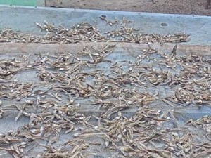 Gerombolan Ikan Teri Muncul di Pantai Tolinggula Dipanen dan Dijual Warga