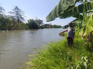 Penjelasan Kades soal Kemunculan Buaya Besar di Sungai Kedungpeluk Sidoarjo