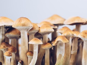 Ilmuwan Teliti Efek Magic Mushroom ke Otak, Hasilnya...