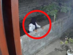 Pria Nyamar Perempuan Pakai Seragam SMP Curi Celana Dalam di Jember