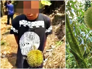 Anaknya Curi 3 Buah Durian, Ayah Ini Ganti Rugi Rp 34,6 Juta
