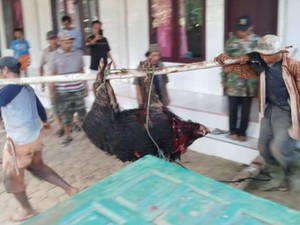 Babi Hutan Masuk Area Musala di Pandeglang Saat Diburu, Warga Kaget