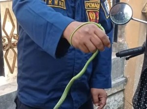 Ular Hijau Ngumpet di Setang Motor Cewek di Klaten, Damkar Turun Tangan
