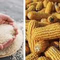 Bukan Cuma Beras, Ini Peran Penting Jagung Buat Ketahanan Pangan RI