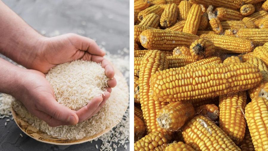 Ilustrasi Jagung Beras. (Ist Canva)