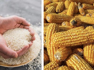 Bukan Cuma Beras, Ini Peran Penting Jagung Buat Ketahanan Pangan RI