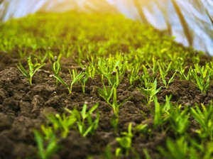 Apa Perbedaan Tanaman, Tumbuhan, Flora, dan Vegetasi? Ini Penjelasannya
