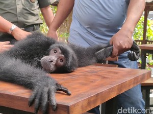 Haru Perpisahan Rio Siamang Milik Pria Kulon Progo Saat Dievakuasi BKSDA