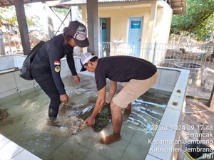 Penyu Lekang dalam Kondisi Lemas Terdampar di Pantai Yeh Kuning Jembrana