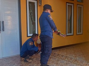 Petugas Damkar Digigit Ular Saat Evakuasi King Cobra di Garut