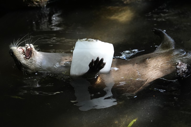Heat Wave Zoo A Malayan tiger named Api licks on a frozen cube of goat milk next to a cow bone in a block of ice at the Palm Beach Zoo & Conservation Society Thursday, July 18, 2024, in West Palm Beach, Fla. The staff at the zoo use a variety of techniques to keep their animals cool during the hot summer months. (AP Photo/Lynne Sladky)