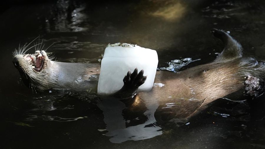A Malayan tiger named Api licks on a frozen cube of goat milk next to a cow bone in a block of ice at the Palm Beach Zoo & Conservation Society Thursday, July 18, 2024, in West Palm Beach, Fla. The staff at the zoo use a variety of techniques to keep their animals cool during the hot summer months. (AP Photo/Lynne Sladky)