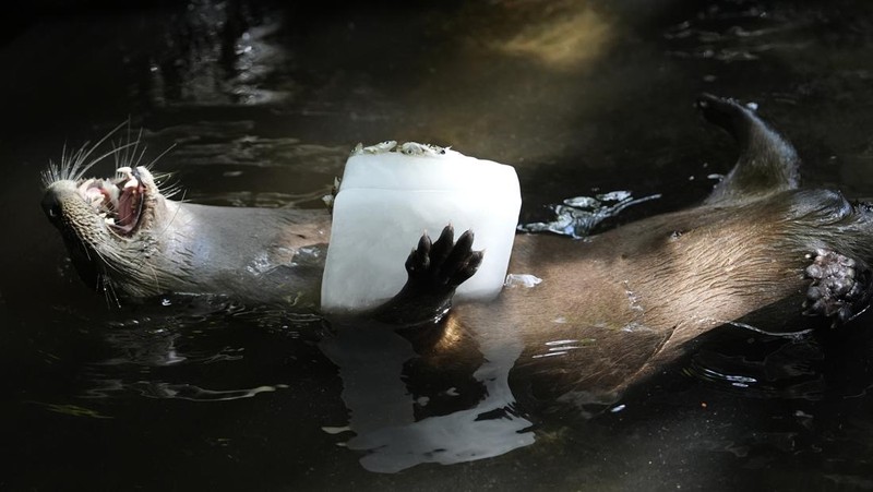 A Malayan tiger named Api licks on a frozen cube of goat milk next to a cow bone in a block of ice at the Palm Beach Zoo & Conservation Society Thursday, July 18, 2024, in West Palm Beach, Fla. The staff at the zoo use a variety of techniques to keep their animals cool during the hot summer months. (AP Photo/Lynne Sladky)