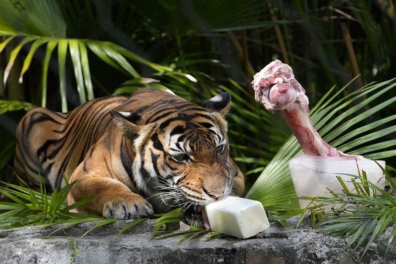 Heat Wave Zoo A Malayan tiger named Api licks on a frozen cube of goat milk next to a cow bone in a block of ice at the Palm Beach Zoo & Conservation Society Thursday, July 18, 2024, in West Palm Beach, Fla. The staff at the zoo use a variety of techniques to keep their animals cool during the hot summer months. (AP Photo/Lynne Sladky)