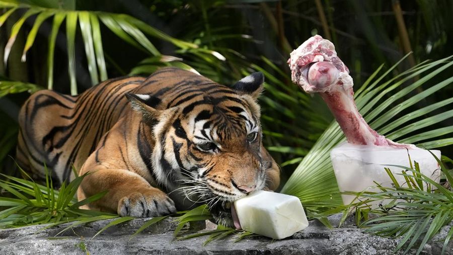 A Malayan tiger named Api licks on a frozen cube of goat milk next to a cow bone in a block of ice at the Palm Beach Zoo & Conservation Society Thursday, July 18, 2024, in West Palm Beach, Fla. The staff at the zoo use a variety of techniques to keep their animals cool during the hot summer months. (AP Photo/Lynne Sladky)