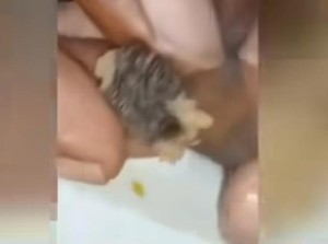 Kasus Video Viral Bakso Daging Tikus di Surabaya Berakhir Damai