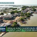 Kisah Rumput Laut Di Pesisir Bekasi, Bisa Ekspor Tapi Ada Masalah Ini