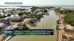 Kisah Rumput Laut Di Pesisir Bekasi, Bisa Ekspor Tapi Ada Masalah Ini