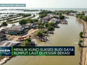 Kisah Rumput Laut Di Pesisir Bekasi, Bisa Ekspor Tapi Ada Masalah Ini