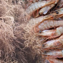 Ada Tuduhan Dumping, Produk Udang RI ke AS Kena Tarif Hampir 4%