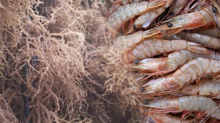 Kolase foto rumput laut dan Udang. (Dok. kkpgoid dan Freepik)