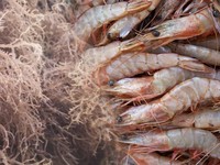 Ada Tuduhan Dumping, Produk Udang RI ke AS Kena Tarif Hampir 4%