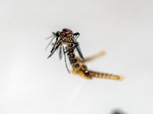 Apa Itu Virus Oropouche yang Mewabah di Brasil? Begini Gejalanya