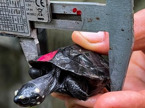 Spesies Penyu Black Marsh di Kamboja Terancam Punah