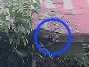 Pecahan Batu Flyover Ciputat Nyaris Timpa Pemotor Rontok gegara Akar Pohon