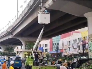 Akar Tanaman yang Bikin Coran Flyover Ciputat Rontok Sudah Dipangkas