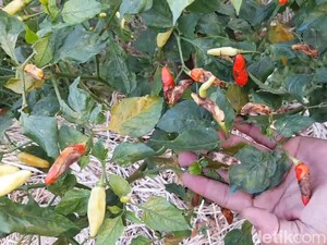Apes! Harga Cabai Tinggi, Petani Banjarnegara Malah Gagal Panen gegara Patek