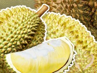 Ekspor Durian Terbang 515%, Ini Provinsi dengan Panen Terbanyak