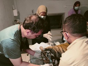 Harimau yang Mati Terjerat di Sumbar Masih Remaja, Dokter Ungkap Kondisinya
